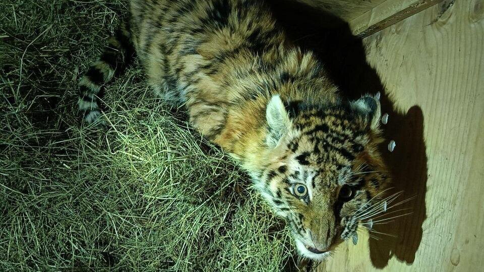     Истощенного тигренка-сироту спасли в Хабаровском крае t.me/Управление охотничьего хозяйства Хабаровского края