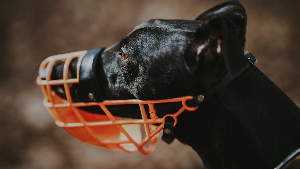    Намордник-корзинку можно носить продолжительное время