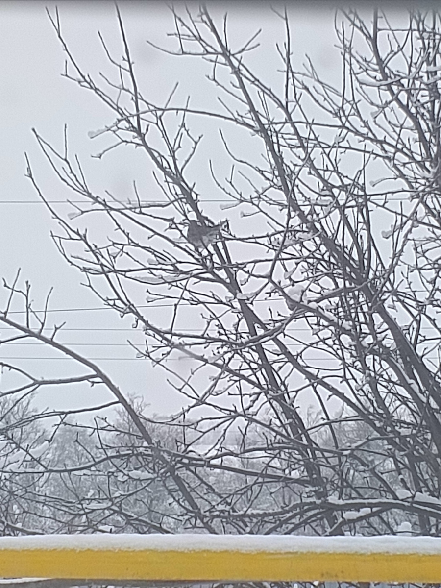 Можно разглядеть среди веток