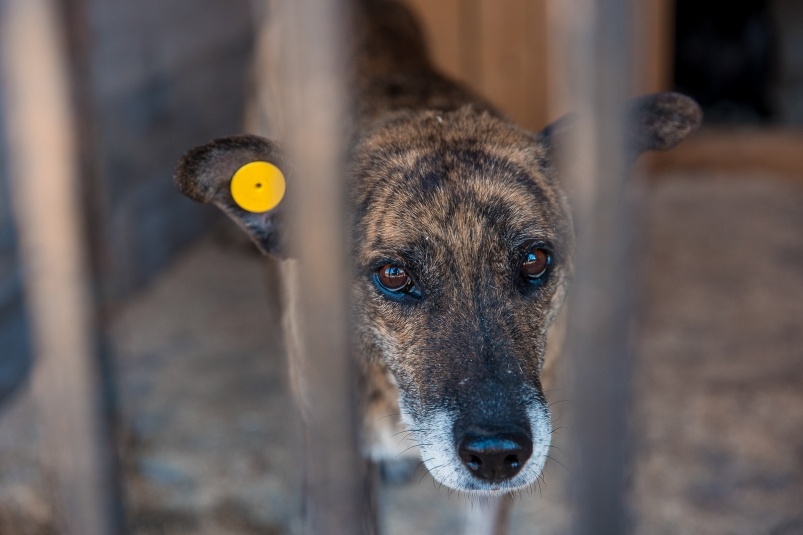 Нелегальный крематорий и "левые" отчеты: в приюте для собак под Омском выявили нарушения