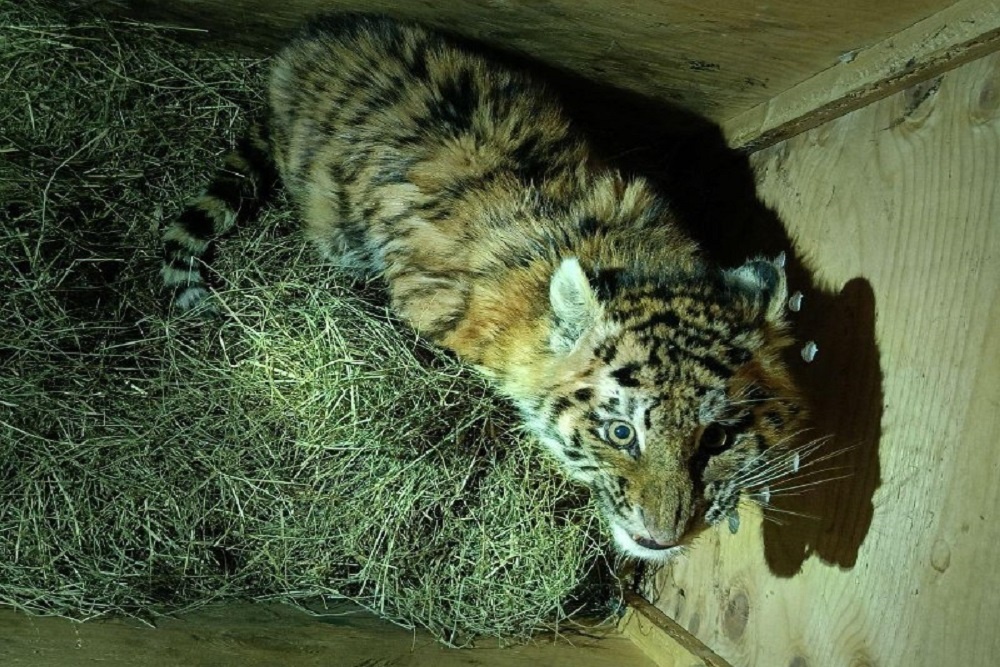    Управление охотничьего хозяйства правительства Хабаровского края