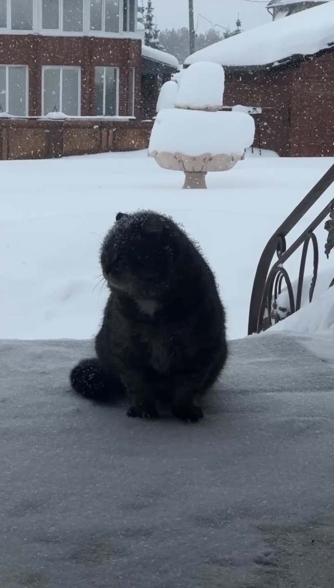 Лесной кот Барсик