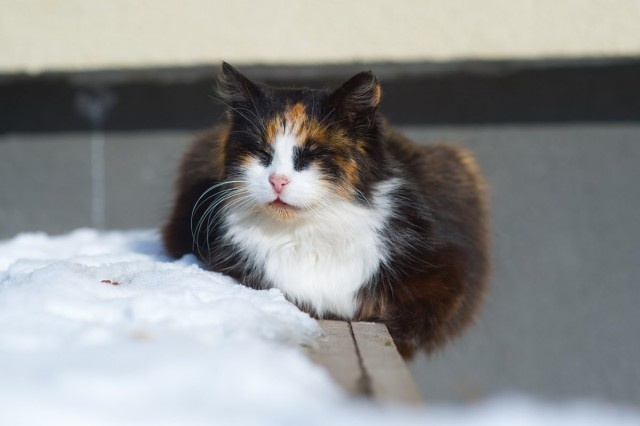   Фото из архива Калининград.Ru