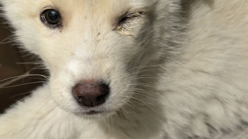 Голод и боль двух маленьких белых ангелов