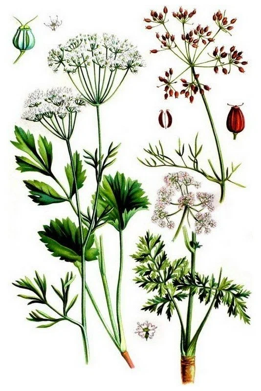 Анис обыкновенный (Anisum vulgare Gaerth)