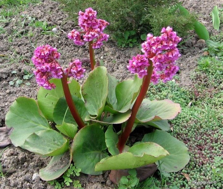 Бадан толстолистный (Bergenia crassifolia L.)