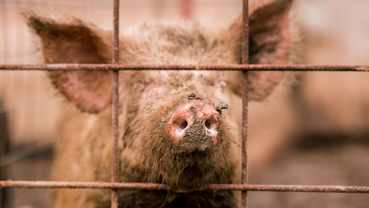    Фото: Katya_Bogomolova/Shutterstock/Fotodom