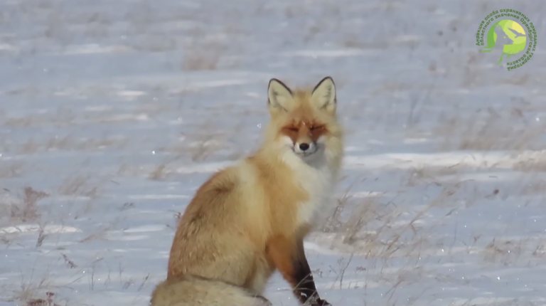    Зимнюю лису засняли в Светлинском заказнике Мария Чалкина