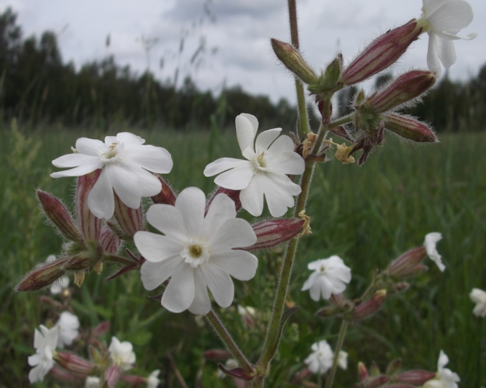 Дрема (Melandrium album (Silene alba))