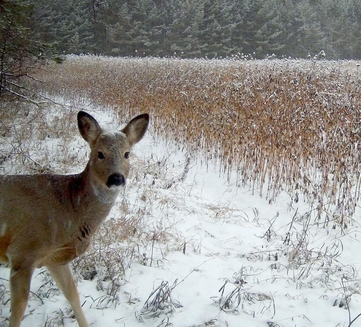     ​Обед косуль сняли в «зимней столовой» нацпарка на юге Красноярского края