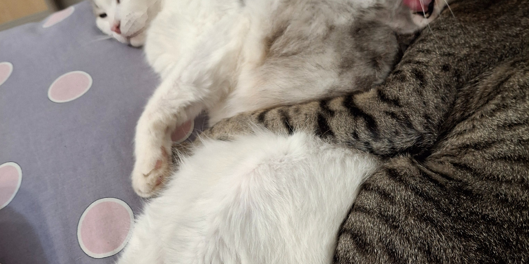 Ориентал обиделся