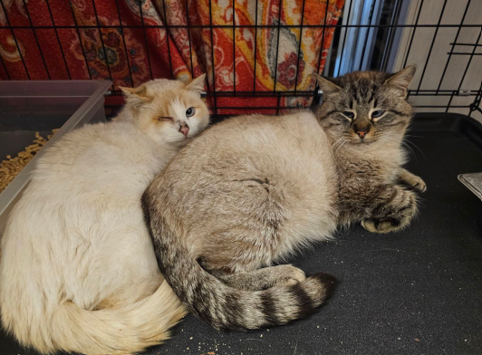 Серб и Бобрусик