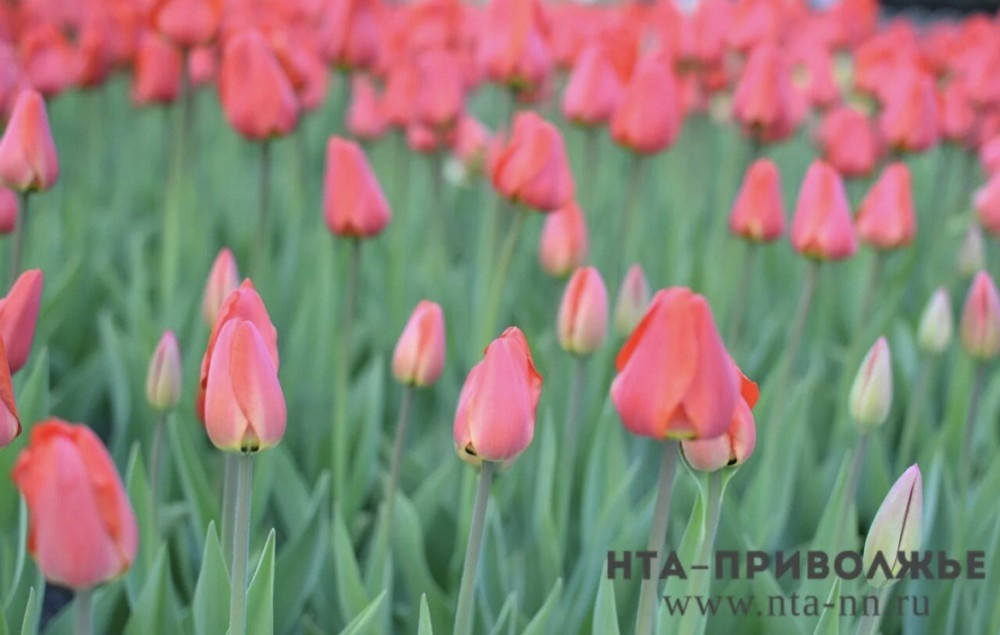    170 тыс. тюльпанов вырастят в Ульяновске к 8 марта