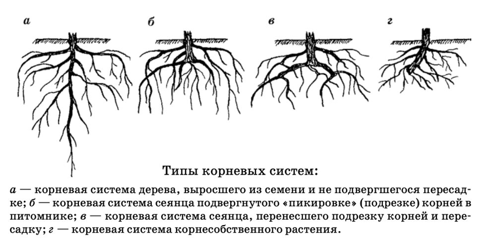 Фото с Интернета.