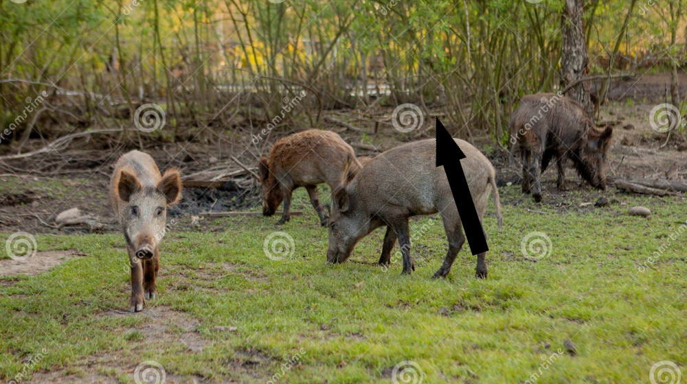    Кубинский кабанчик на грани исчезновения или стратегический резерв мясных ресурсов