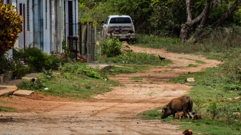    Кубинский кабанчик на грани исчезновения или стратегический резерв мясных ресурсов