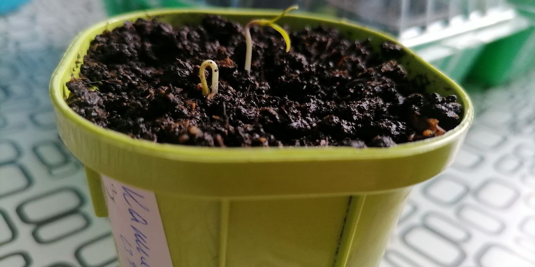 Посадка семян перца. Как замочить, прорастить, как сеять? Секрет для любопытных