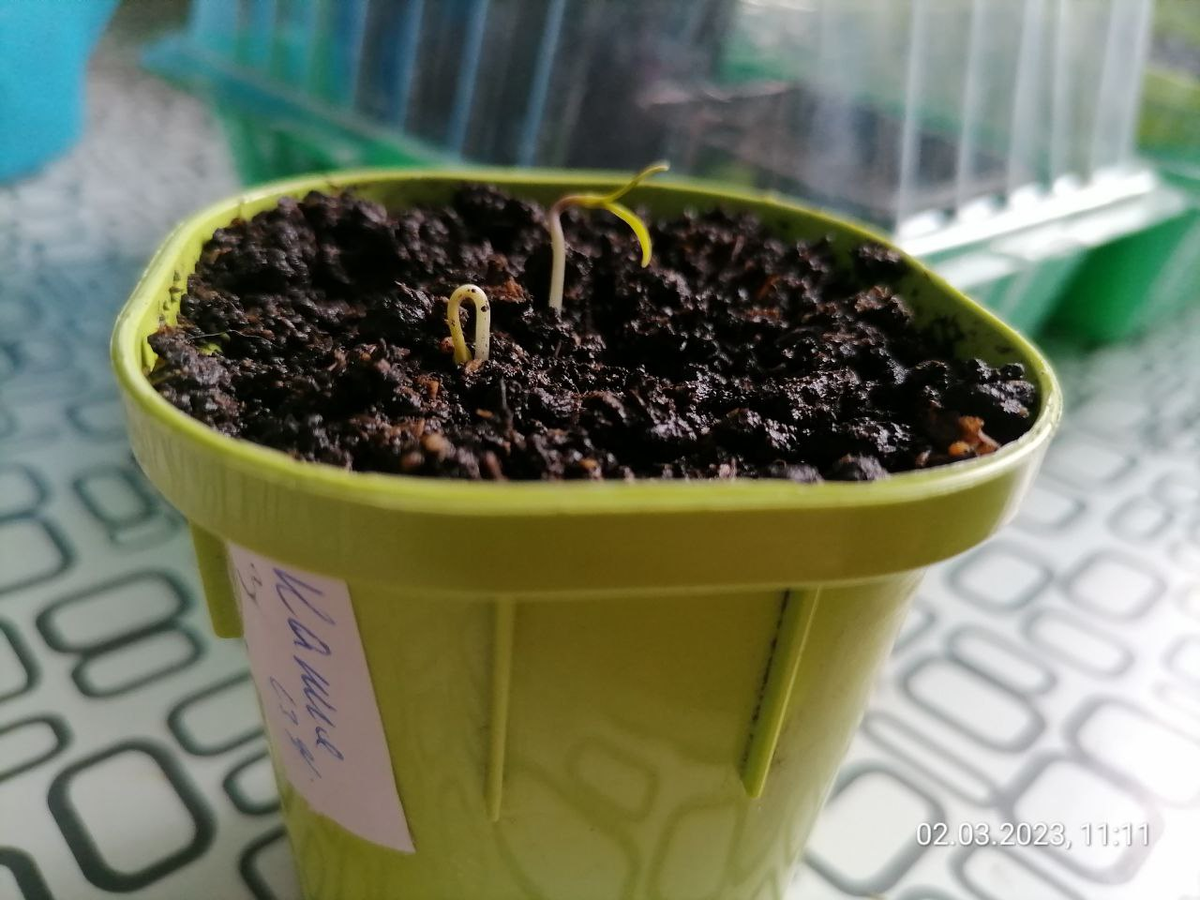 Если перед посадкой семена перцев замочить, то всходят без семенных оболочек, фото автора