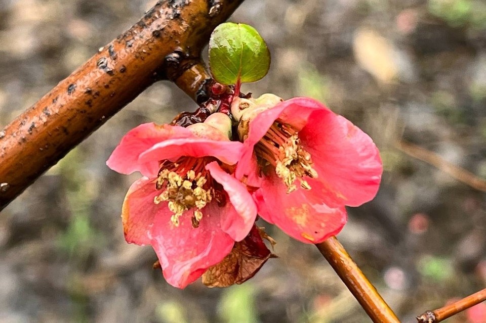    В Севастополе начинают цвести кустарники. Фото: архив "КП"
