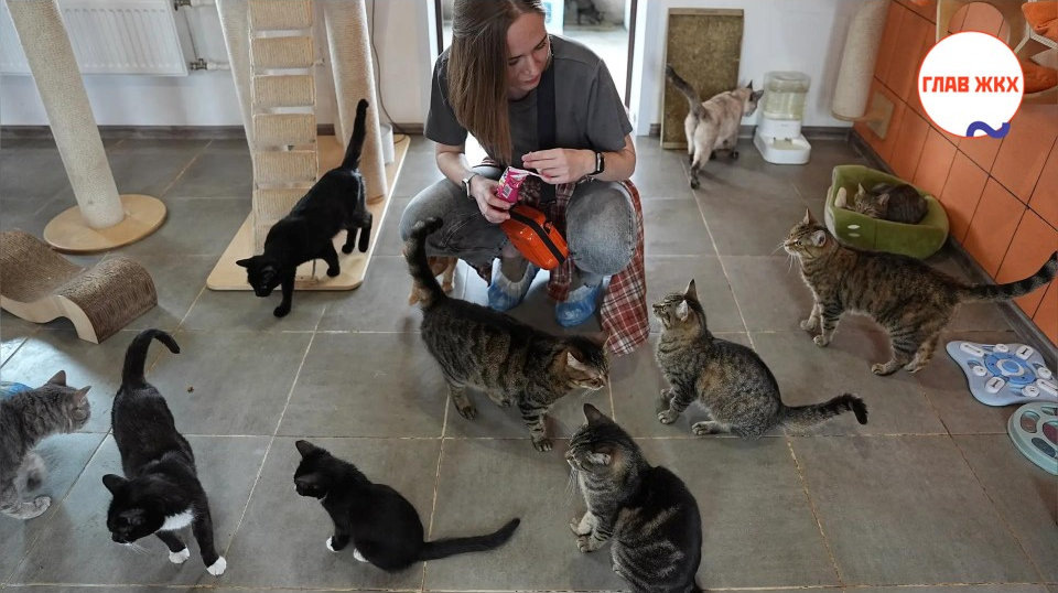 Количество домашних животных в квартирах могут привязать к площади жилья
