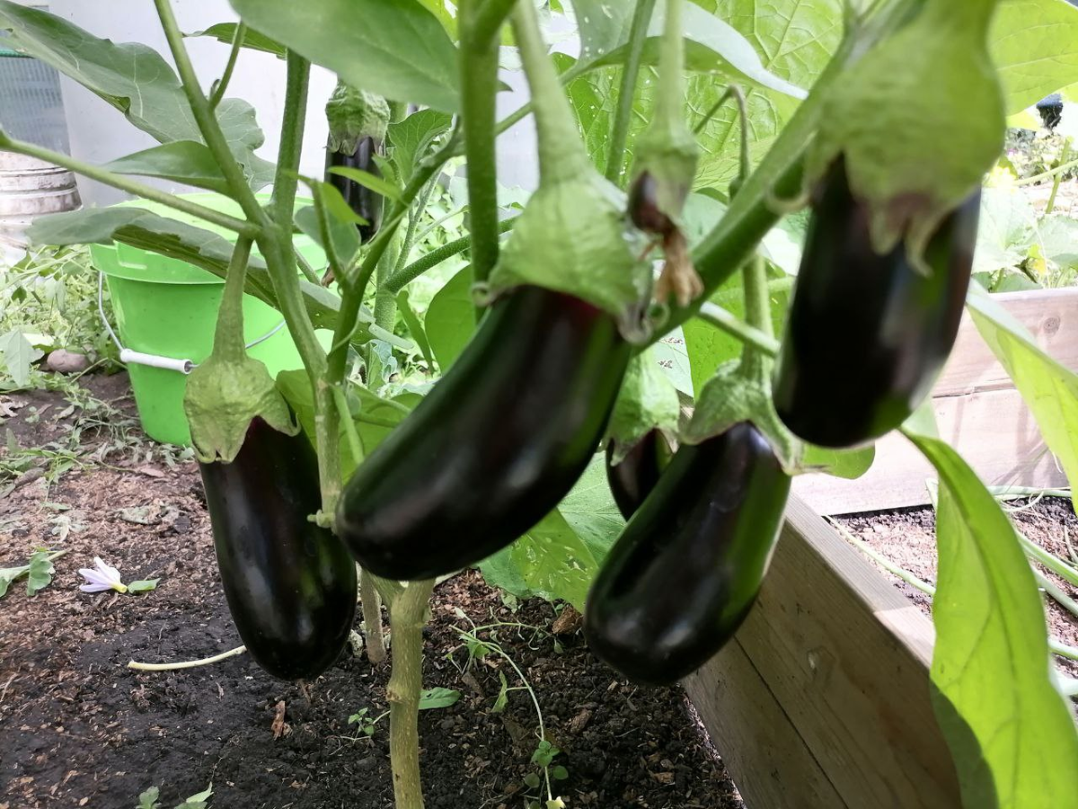 Баклажан Алмаз, фото автора