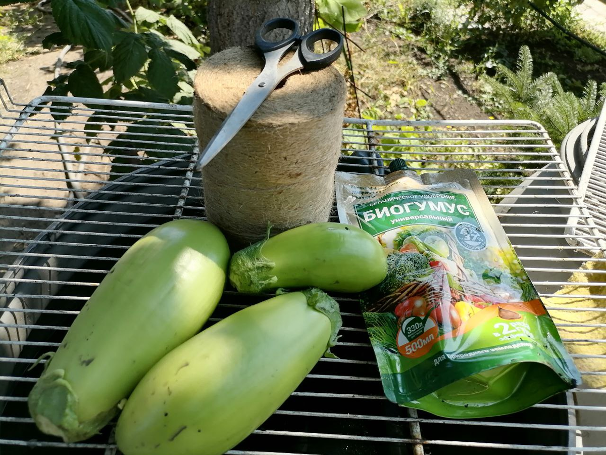 Баклажаны сорта Зелененький и подкормка, фото автора
