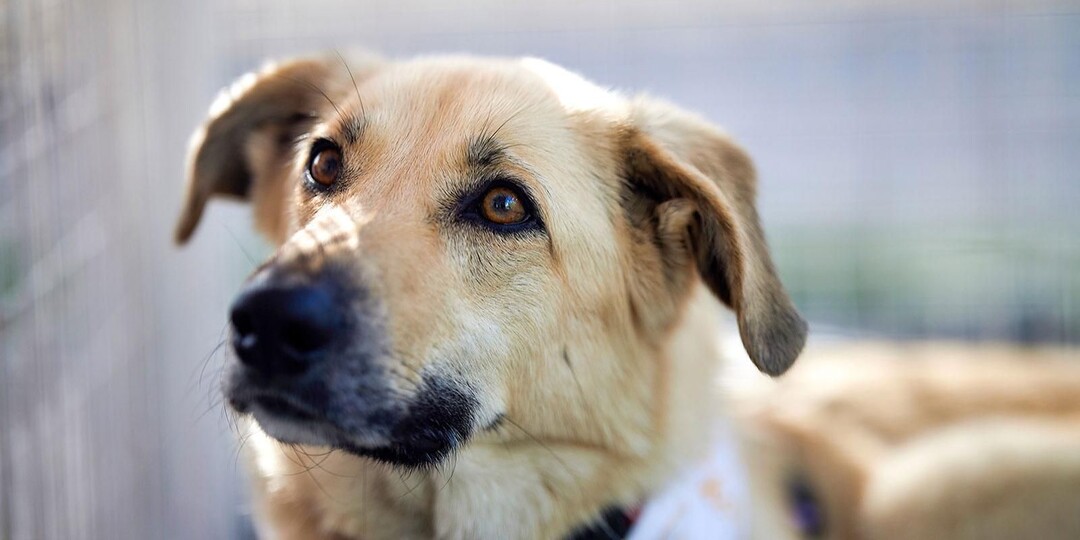 Новые дома и счастливые истории: как «Моспитомец» меняет жизни животных