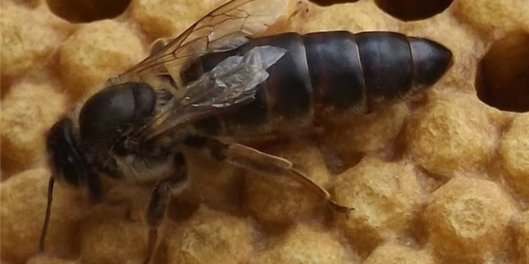 СМЕНА МАТОК ЗАЧЕМ ЭТО НУЖНО