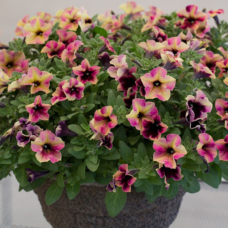 Петуния CRAZYTUNIA BLACKBERRY CHEESE CAKE 