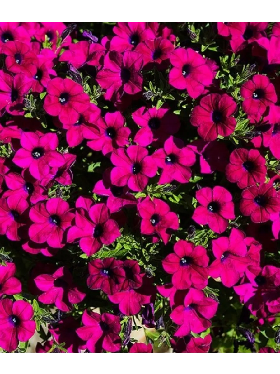 Петуния Бланкет Зинфандель