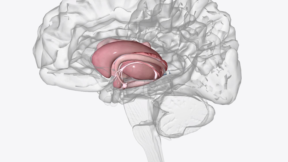 Миндалина в действии. (источник изображения: freepik.com)