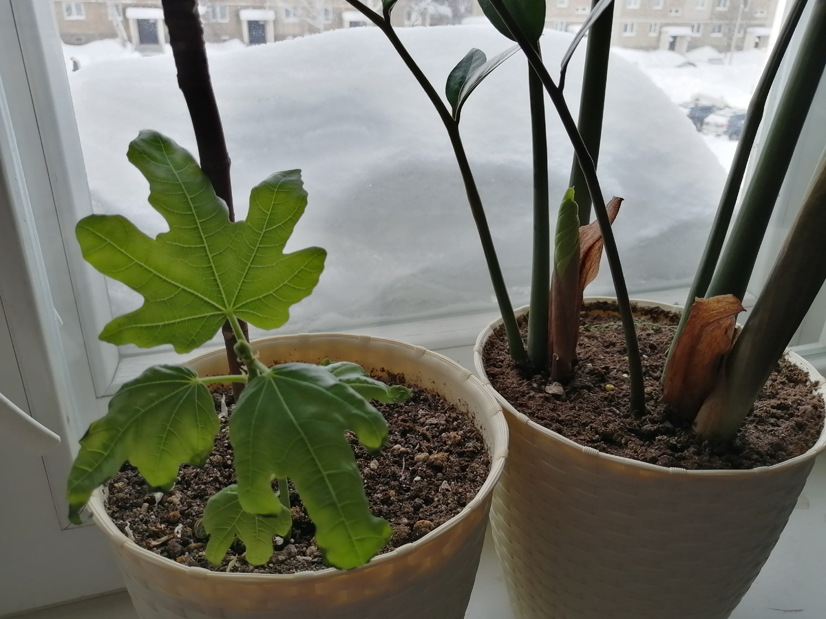Инжир в квартире. Новый росток из земли. Февраль 2026г