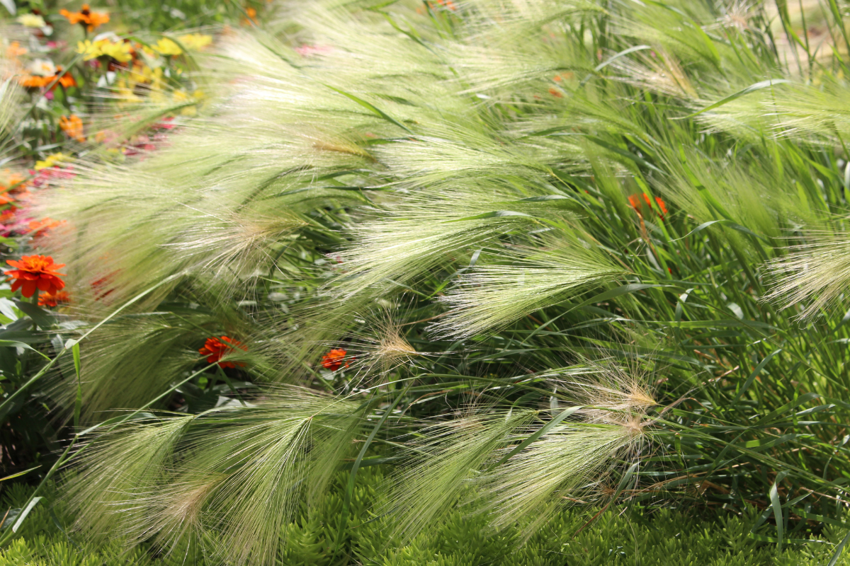 Семена ячменя гривастого имеют острые, направленные назад щетинки, которые цепляются за одежду, шерсть животных и сельхозтехнику