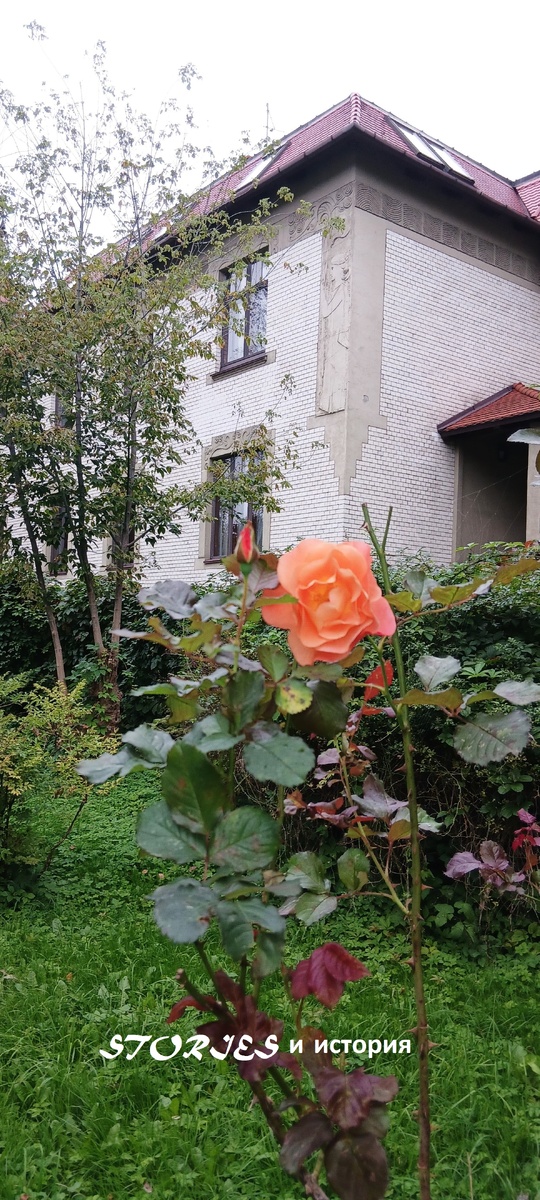 ФОТО АВТОРА Эту чудесную розу я сфотографировала в Калининграде в районе Амалиенау (читайте здесь https://dzen.ru/video/watch/697ef7ceb526071409b90bd5) на одной из вилл