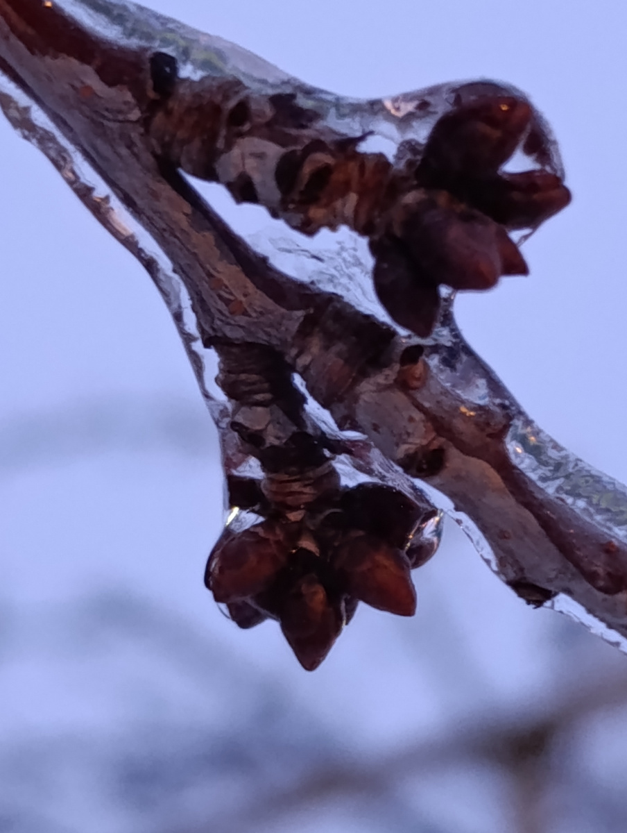 Вот такой панцирь на деревьях