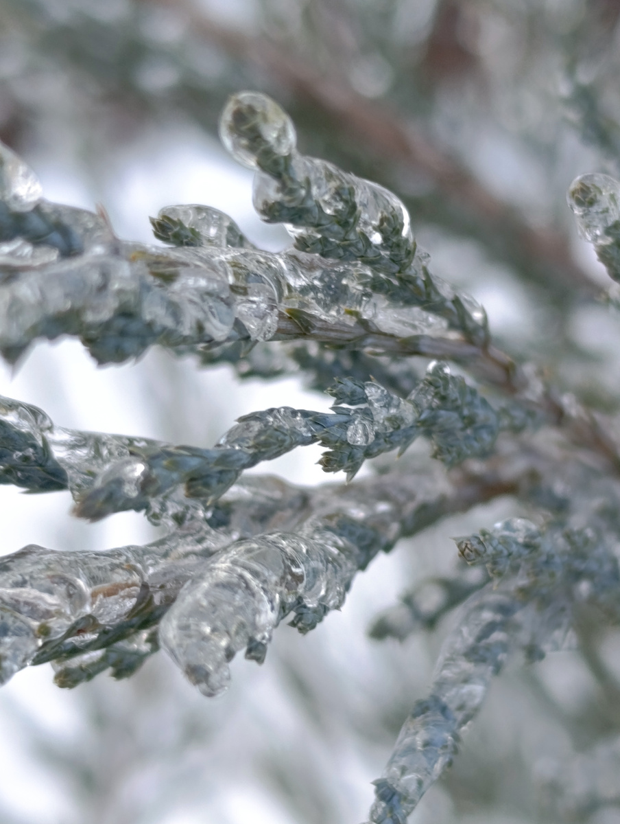 Ледяной плен. 