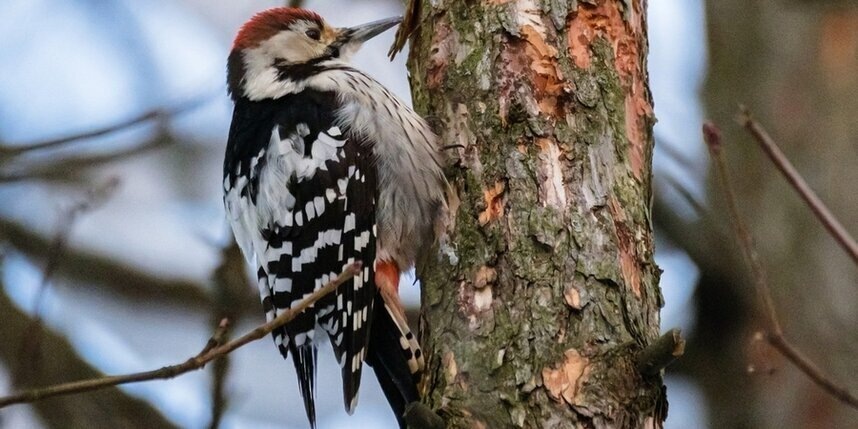    Алёна Бобрович