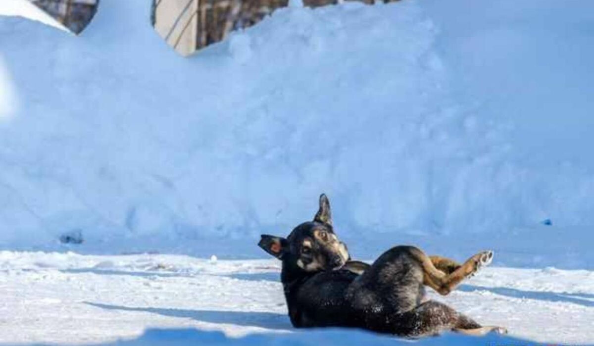     Собака лежит на снегу. Источник: ufa1.ru Автор фото: Булат Салихов