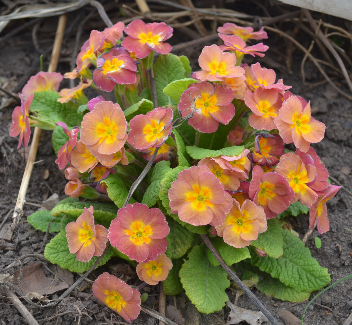 Самосев в саду