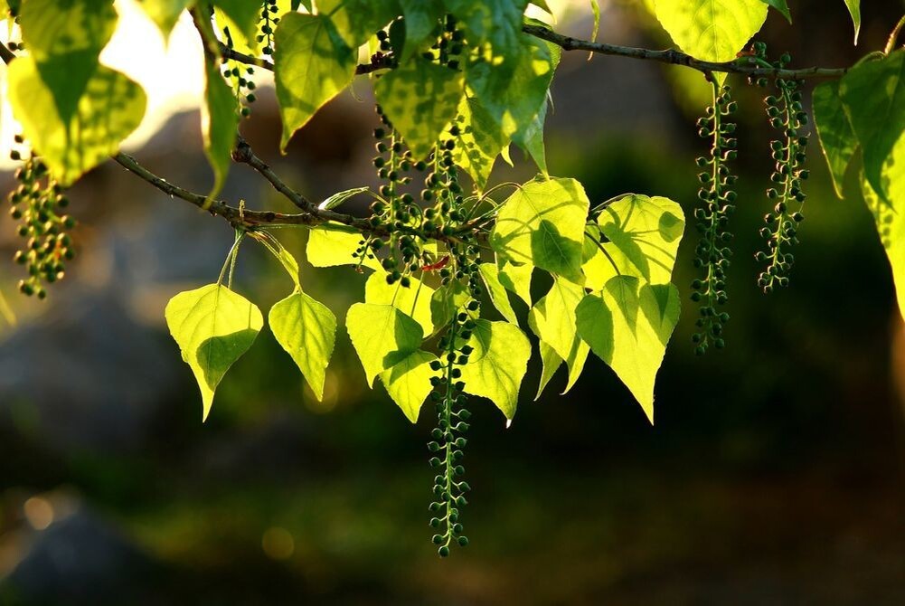 Тополь чёрный (Populus nigra), он же Осокорь. Фото из сети Интернет 🛜 