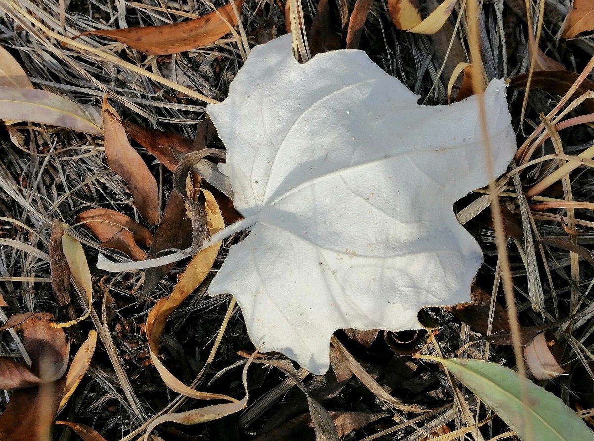 Тополь белый (Populus alba). Фото из архива автора 🤳