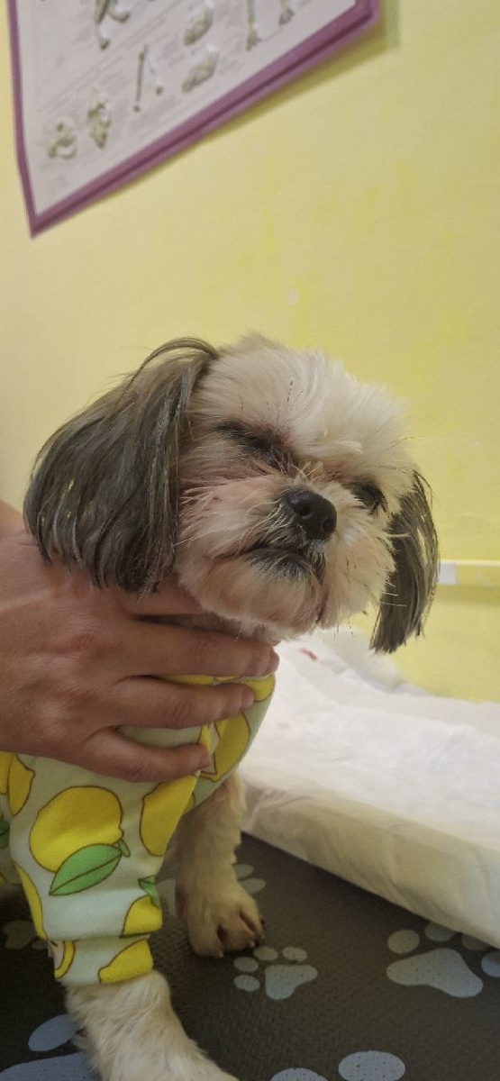 Глазик зашит, что бы рана зажила. 