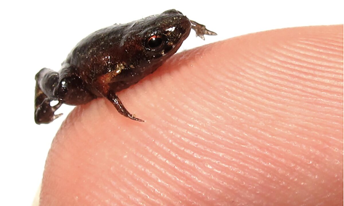 Этот кадр идеально передает суть нашей статьи: целая жизнь, умещающаяся на кончике пальца.