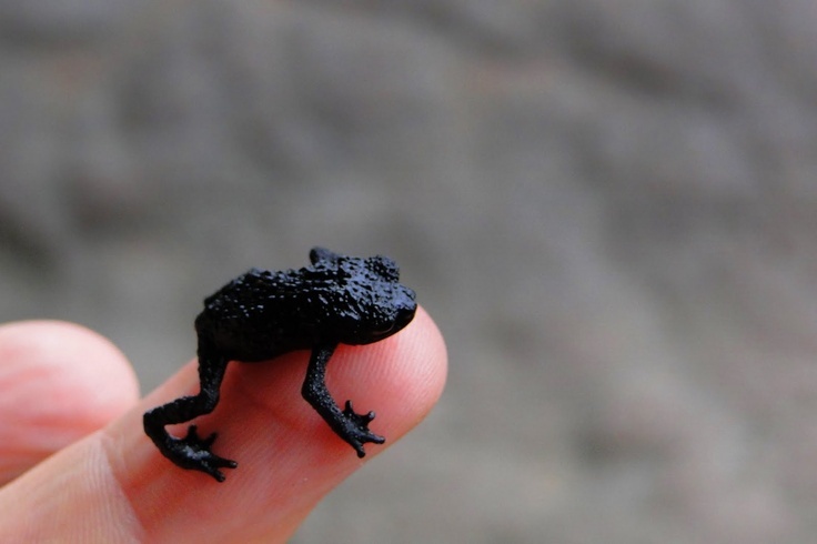 Выглядит как оживший кусочек вулканической породы.