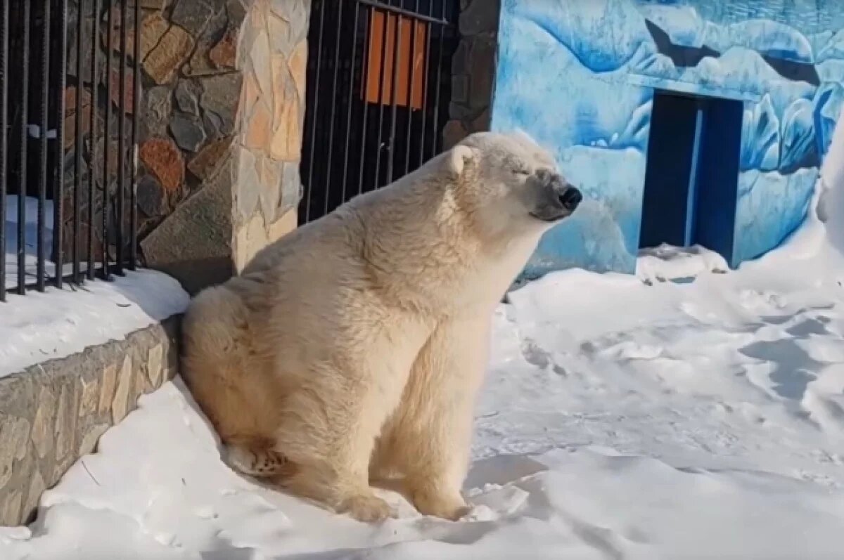    Белая медведица Думка в зоопарке под Омском наслаждается зимним солнцем