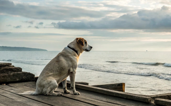 Собака всю ночь скулила на берегу: рыбаки обомлели, увидев причину ее поведения