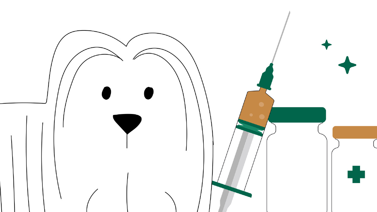 5 базовых правил здоровья собаки