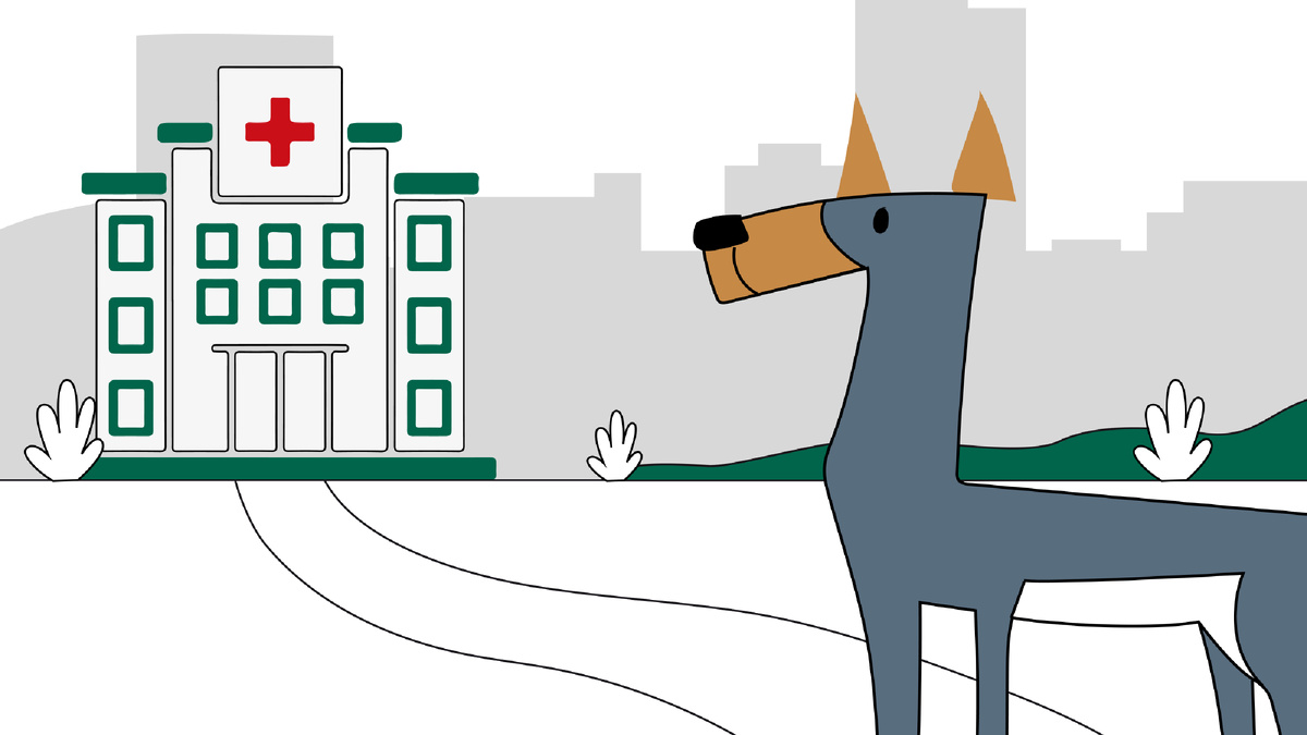 5 базовых правил здоровья собаки