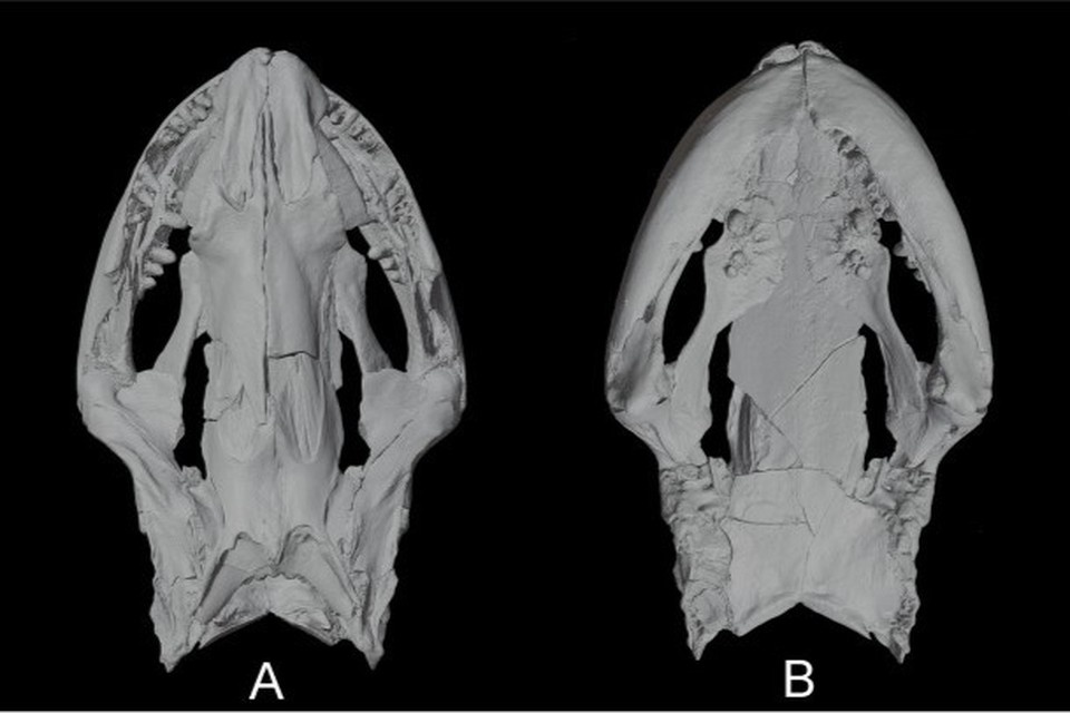    В Белореченске нашли останки древней амфибии Фото: Палеонтологический институт имени А. А. Борисяка РАН