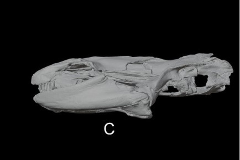    В Белореченске нашли останки древней амфибии Фото: Палеонтологический институт имени А. А. Борисяка РАН